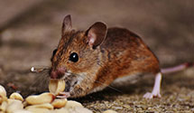 24 Hour & Emergency Exterminators in Sealston, VA